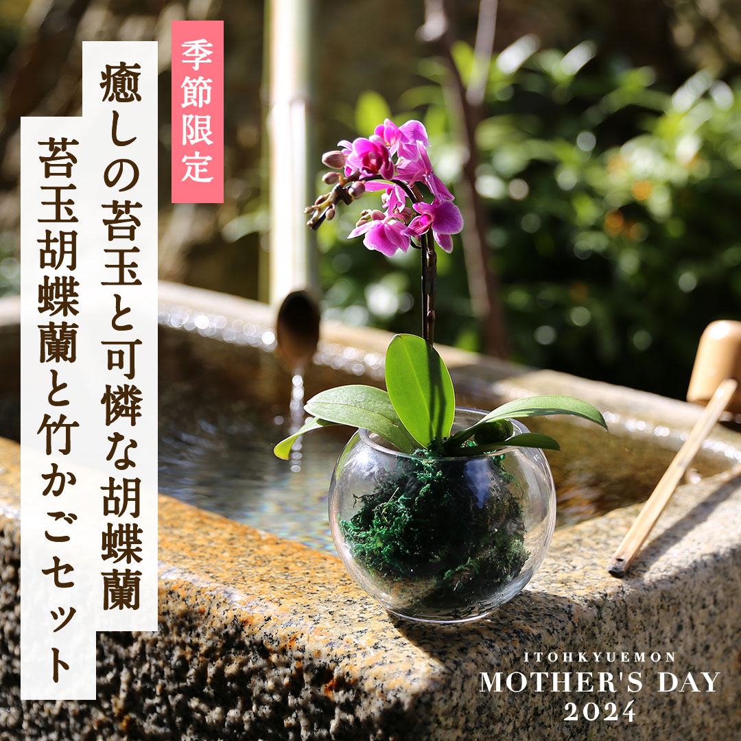 【母の日】苔玉胡蝶蘭と宇治抹茶スイーツ竹かごセット