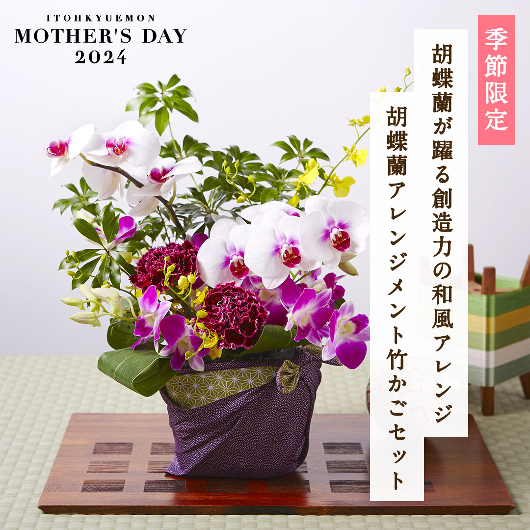 【母の日】胡蝶蘭アレンジメント竹かごセット