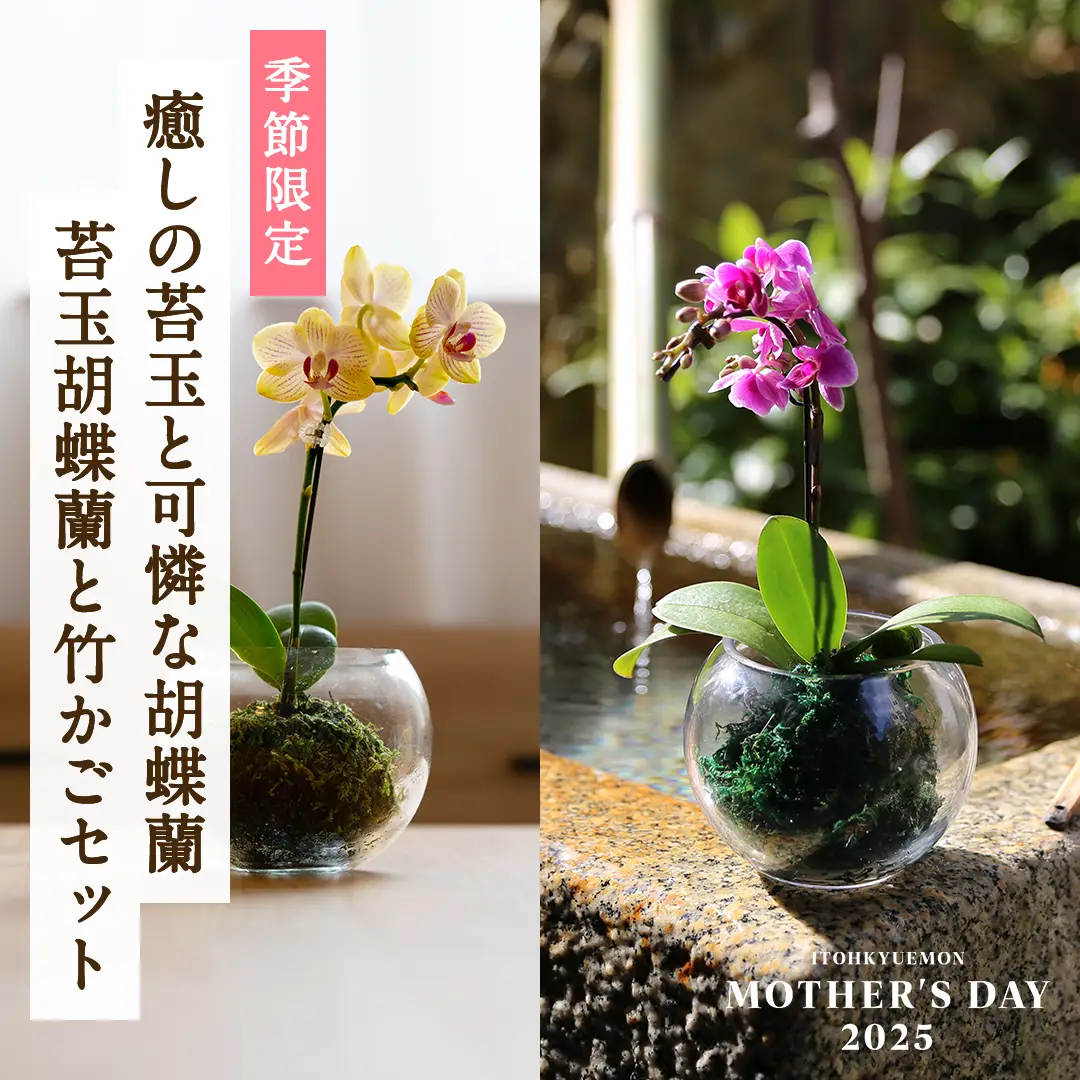 苔玉胡蝶蘭と竹かごセット