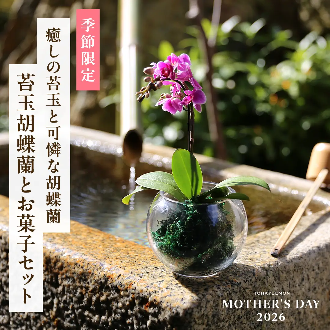 苔玉胡蝶蘭とお菓子セット