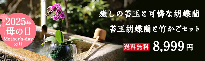 苔玉胡蝶蘭竹かごセット