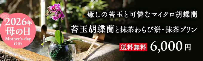 苔玉胡蝶蘭とわらび餅ぷりんセット